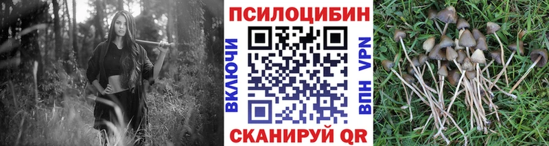 купить наркоту  Опочка  Галлюциногенные грибы Psilocybe 